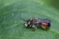 Andrena labiata
