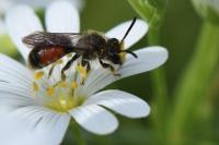 Andrena labiata