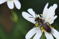 Andrena labiata