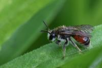 Andrena labiata