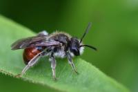 Andrena labiata