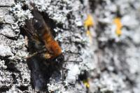 Andrena varians