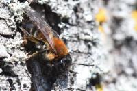 Andrena varians