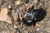 Andrena vaga