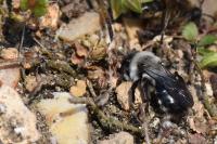 Andrena vaga