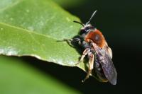 Andrena haemorrhoa