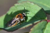 Andrena haemorrhoa