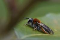 Andrena haemorrhoa