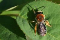 Andrena haemorrhoa