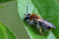 Andrena haemorrhoa