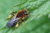 Andrena lagopus