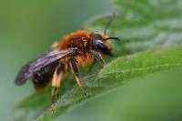 Andrena lagopus