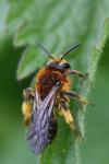 Andrena lagopus