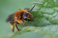 Andrena lagopus