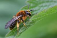 Andrena lagopus