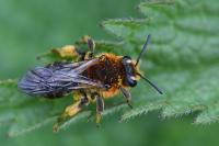 Andrena lagopus