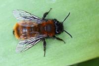 Andrena fulva