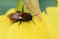 Andrena fulva