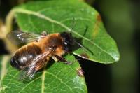Andrena nigroaenea