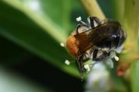Andrena nitida