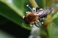Andrena nitida