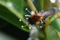 Andrena nitida