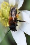 Andrena bicolor