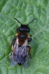 Andrena bicolor