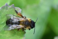 Andrena bicolor