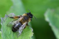 Andrena bicolor