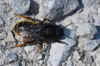 Osmia bicolor