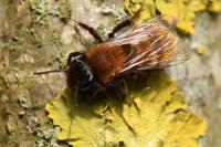 Andrena fulva