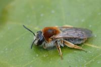 Andrena haemorrhoa