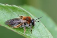 Andrena haemorrhoa