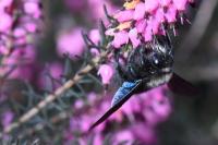 Xylocopa violacea