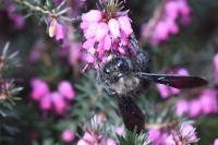 Xylocopa violacea