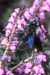 Xylocopa violacea