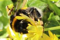 Bombus terrestris/lucorum