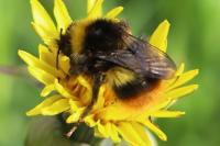 Bombus pratorum
