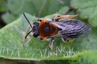 Andrena haemorrhoa