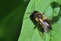 Andrena scotica