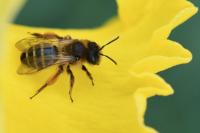 Andrena flavipes