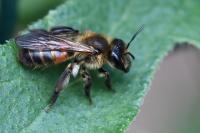 Andrena florea