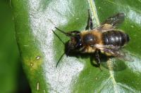Andrena scotica