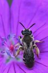 Andrena curvungula