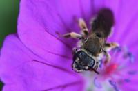 Andrena curvungula