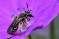 Andrena curvungula