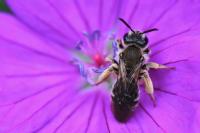 Andrena curvungula