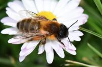 Andrena nigroaenea