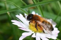 Andrena nigroaenea